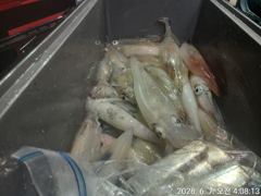 대포 왕한치 바람 너울속. 최고 70수 전원쿨러 ᆢ 내일. 예약가능  사진