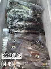[한치]대포한치들로 쿨러,거득합니다(화요일부터,출항) 사진