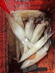 [통영대교피싱]토요일 한치대첩 월요일 자리여유 사진