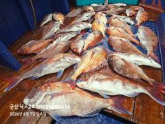 6.7 닉스2호 참돔타이라바 조황 사진