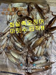 "화살촉오징어"마릿수~터졌습니다~!(오늘,예약가능합니다) 사진