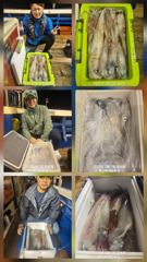한치  싸이즈도  좋고   마릿수도  좋아지고  있습니다.  화요일5자리여유  이번주  기상도 좋고 물때도 좋습니다     한치  세자리수   대박조황을  위해   열심히   달려보겠습니다.  출조하실분  연락주세요.  감사합니다  사진