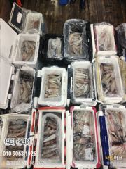 윤피싱 한치 올시즌 최고 조황입니다 사진