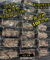 "화살촉오징어" 200,150,100수~터졌다!(오늘,예약가능합니다) 사진