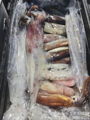 9일 입항조황  한치가 터졌습니다 이번주 예약가능 사진