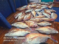 6.10 닉스2호 참돔타이라바 조황 사진