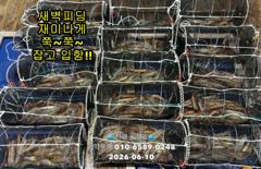 10일"화살촉오징어" 새벽피딩~느나느나~(목,일 예약가능합니다) 사진