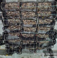 10일새벽 화살촉오징어 계속먹폭탄 장원2분 200수이상씩( 오늘예약중 사진