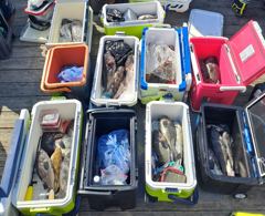 6월 11일 우럭조황 사진