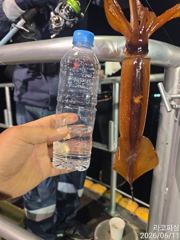 11일새벽 화살촉오징어 피딩피딩~!!먹폭탄~!!신나게 세자리수~!!(일요일 예약중) 사진