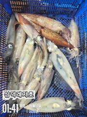 [한치]대포한치 만쿨.Go.Go(출항확정.자리여유) 사진