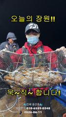 "화살촉오징어" 피딩타임~ 느나느나~ (예약가능합니다) 사진