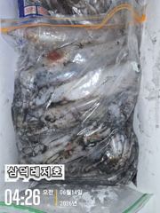 [한치]대포한치..만쿨..반쿨(일요일.출항확정.자리여유) 사진