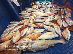 6.13 닉스2호 참돔타이라바 조황 사진