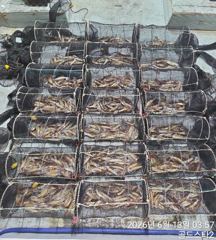 13일새벽 시장급화살촉오징어 먹폭 ( 월요일부터쭉예약가능 사진
