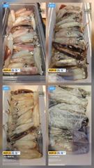 6월9일 한치조황~최고70수~ 사진