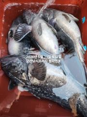 13일, 생미끼~중내만권 농어,광어 통통한 우럭,광어등 다양한 어종~~내일도 갑니다~군산 챔피언호 사진