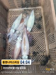 통영나이스피싱 !!! 짧은 피딩속에 굵은씨알의먹폭탄쿨러 펴밀 갈치병행가능 사진