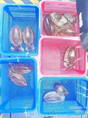 갑~♪ 6 .14 ( 일요일 ) [[ 무창포프로낚시 ]] <<<<<<< 빅 마 린 >>>>>> 갑오징어 조황보고... 사진