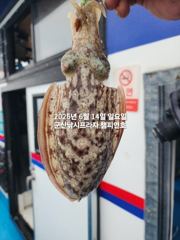 14일, 대포알  왕 갑오징어 ~실시간~~"야간갑오징어 오늘도 출조합니다"~군산 챔피언호 사진