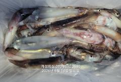 먼바다 대포급 한치 먹물 폭탄 대박 한치 쿨러조황 오늘 무조건 출항자리여유많음  사진