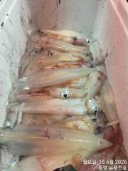한치가 온바다에 깔렸습니다 장비챙기세요 사진