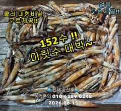 15일"화살촉오징어" 와~152수~ 느나느나~ (오늘,예약가능합니다) 사진