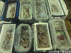 씨알좋은왕한치꾸준한입질쿨러만~~당쭉~달립니다 사진