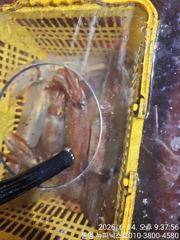 실시간 한치  청기백기  쉴새없이~~~~ 사진