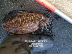 15일, 대포알 갑오징어~싸이즈 굿 ~실시간~~"야간갑오징어 오늘도 출조합니다"~군산 포세이돈호 사진