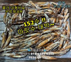 "화살촉오징어" 와~152수~ 느나느나~ (오늘,예약가능합니다) 사진