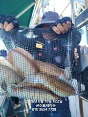 6월16일-대물 갑오징어 오늘도 잘 나오네요 굿 사진