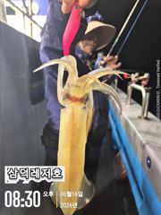 [한치]대포,중급으로 쿨러,망태기,조황(목요일,출항확정) 사진