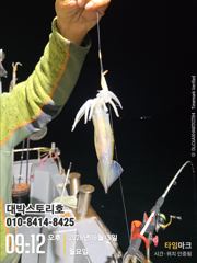 화살촉 오징어~ 담구면 물어주는 그곳으로~ 사진