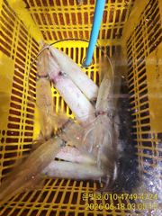 대포한치 소굴을 찾으러~! 금요일 일요일 예약가능 사진