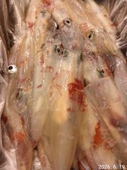 거제마리너호)쿨러없이떠나는한치낚시!!28일 자리널널 사진