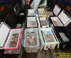 빅토리점 경동호 한치출조합니다. 일요일 자리여유담주목금예약가능 사진