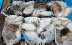 19일, 손맛 직이는 대포알 갑오징어~좋아요~6분 굿~"갑오징어 매일 출조합니다"~군산 챔피언호 사진