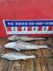 6월 21일 생미끼낚시 조황입니다. 사진