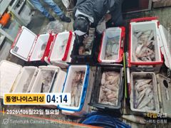 통영나이스피싱  !!!  왕한치 먹물파티 난타전 새벽 피딩 목요일부터 사진