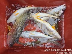 6월 22일 백조기 짬낚시 조황 ~~~ 사진