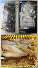 6월21일 한치조황!! 재미나게 놀다왔습니다~날씨좋은 목요일부터 출항합니다~ 사진