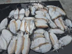 22일,묵직한 손맛~~쥑이는 타조알 갑오징어~싸이즈 굿~~내일도 갑니다~군산 그랜드호 사진