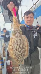 22일,새벽부터 입질 좋아요~실시간~쥑이는 타조알 갑오징어~내일도 갑니다~군산 포세이돈 2호