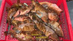 21일붉바리입항 사진