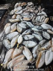 묵직한 손맛 사진