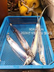 제주갈치는 제주답게~ 제주 구룡호(9DRAGON) 6월 21일 일요일  <<< 갈치 출조 >>> 사진