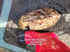 23일,신발짝 갑오징어~싸이즈 좋아요~실시간~오늘도 야간 갑오징어 갑니다~군산 포세이돈 호 사진