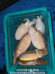22일,밤에 낚이는 신발짝  갑오징어~싸이즈 좋아요~~오늘도 야간 갑오징어 갑니다~군산 챔피언호 사진