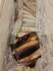 대포알 왕한치 내일 날씨굿 ᆢ 좋은조횐ㅇ 기대만땅 ᆢ 예약가능  사진